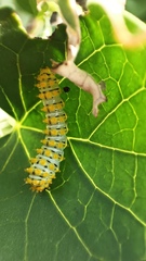 Rothschildia cinctus