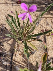 Pelargonium coronopifolium
