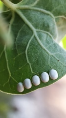 Rothschildia cinctus