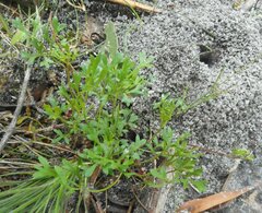 Xanthosia dissecta