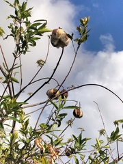 Cochlospermum gillivraei