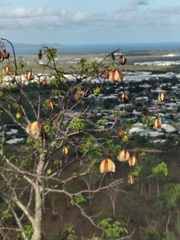 Cochlospermum gillivraei