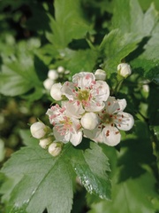 Crataegus ucrainica