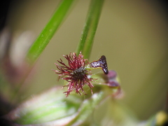 Arthrochilus prolixus