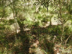 Arthrochilus prolixus