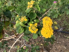 Lantana camara