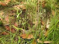 Arthrochilus prolixus