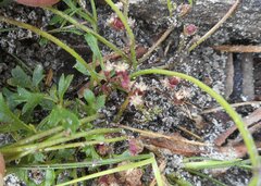 Xanthosia dissecta