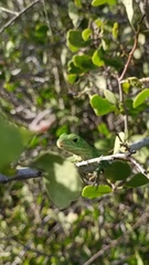 Ctenosaura macrolopha