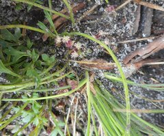 Xanthosia dissecta