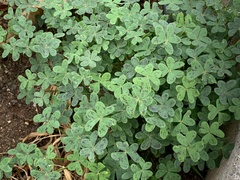 Oxalis pes-caprae