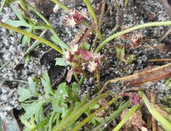 Xanthosia dissecta