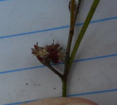 Xanthosia dissecta