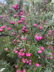 Leptecophylla juniperina