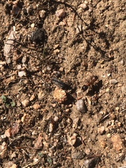 Camponotus sansabeanus