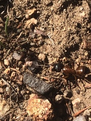 Camponotus sansabeanus