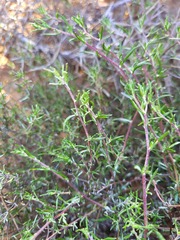Amphiglossa