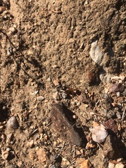 Camponotus sansabeanus