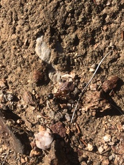 Camponotus sansabeanus