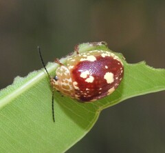 Paropsis maculata