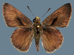Euphyes vestris kiowah