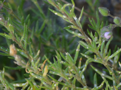 Spergularia rupicola