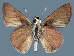 Euphyes vestris kiowah
