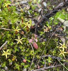 Stackhousia minima