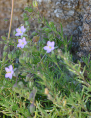 Spergularia rupicola