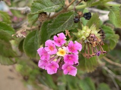Lantana camara