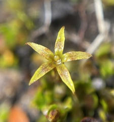 Stackhousia minima