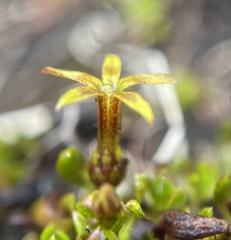 Stackhousia minima