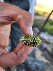 Julodis fascicularis