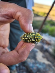Julodis fascicularis