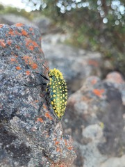 Julodis fascicularis