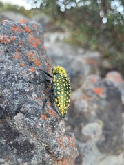 Julodis fascicularis