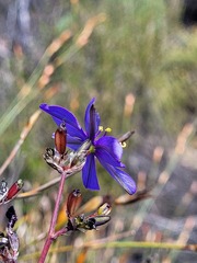 Aristea inaequalis