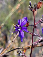 Aristea inaequalis