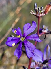 Aristea inaequalis