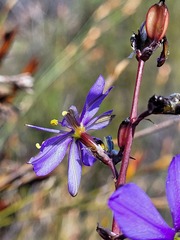 Aristea inaequalis