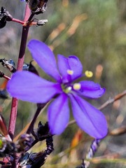 Aristea inaequalis