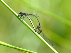 Proischnura polychromatica
