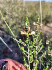 Aspalathus costulata