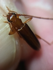 Astetholea pauper