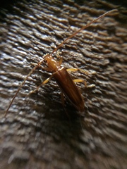 Astetholea pauper