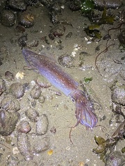 Doryteuthis opalescens