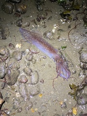 Doryteuthis opalescens