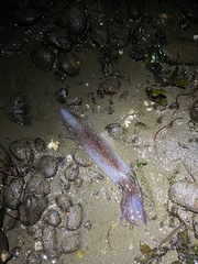 Doryteuthis opalescens