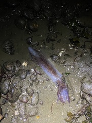 Doryteuthis opalescens