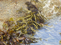 Vertebrata lanosa